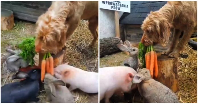 Il piccolo cane nutre i suoi piccoli amici in una fattoria e Internet si sta INNAMORANDO