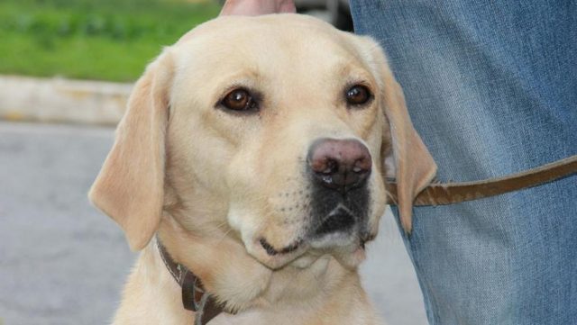 I cani percepiscono le cattive persone a vista, prima dell’ essere umano. Lo afferma una ricerca