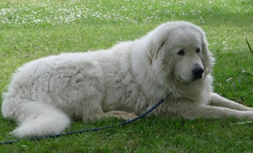 Cane muore poche ore dopo la padrona. Fofò si è lasciato andare per raggiungerla in cielo