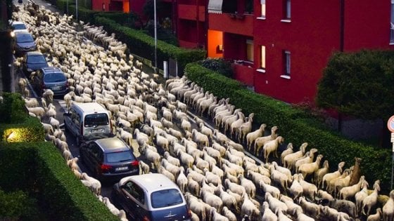 Transumanza delle pecore a Lecco, il gregge si sbafa le siepi condominiali: le foto virali