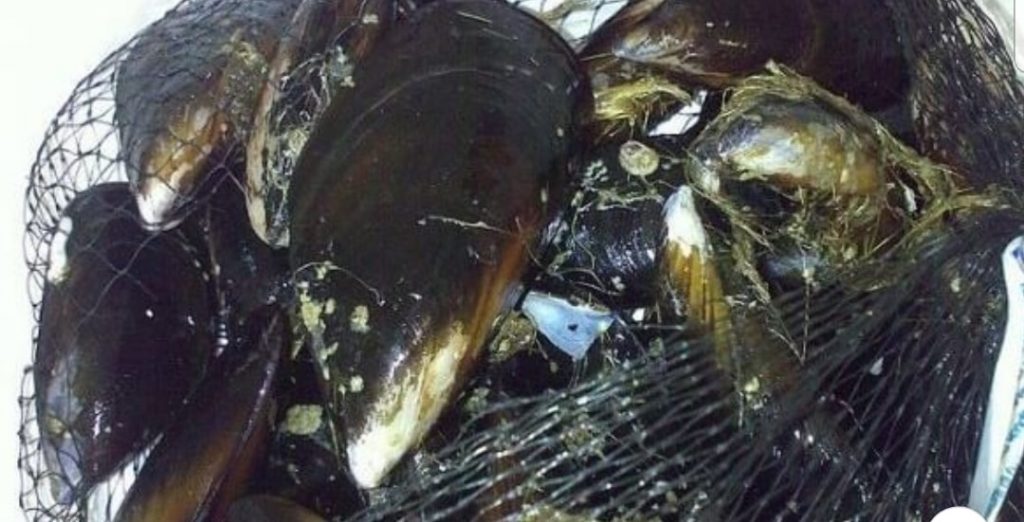 Cozze richiamate dal ministero della Salute perché contaminate dal vibrione del colera