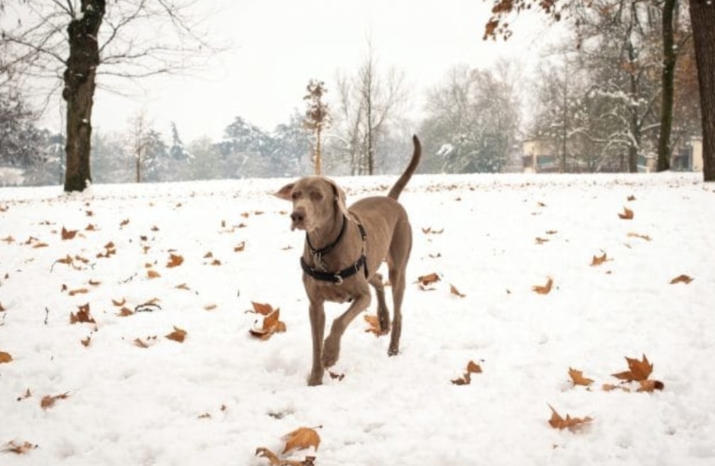 Veterinario gratis per chi adotta un cane o un gatto: la proposta è legge