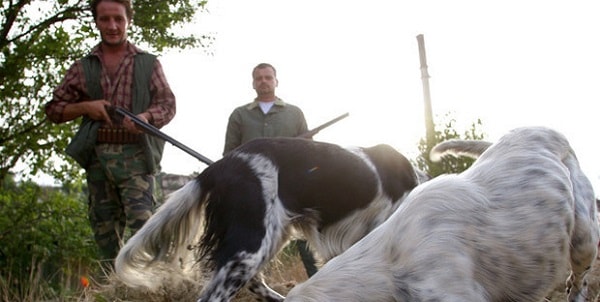 Cane fa cadere il fucile e fa partire un colpo: cacciatore impallinato in Veneto