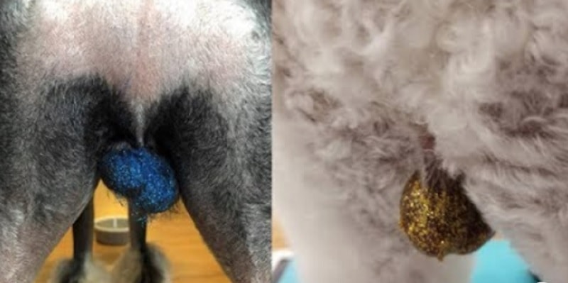 Glitter sui testicoli dei cani: la nuova moda che fa discutere e che fa male ai nostri amici pelosetti