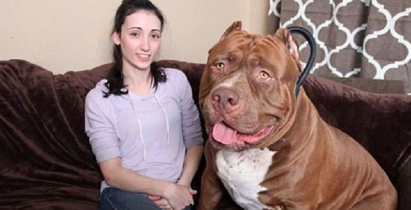 Lui è Hulk, il pitbull più grande al mondo: 80kg di simpatia