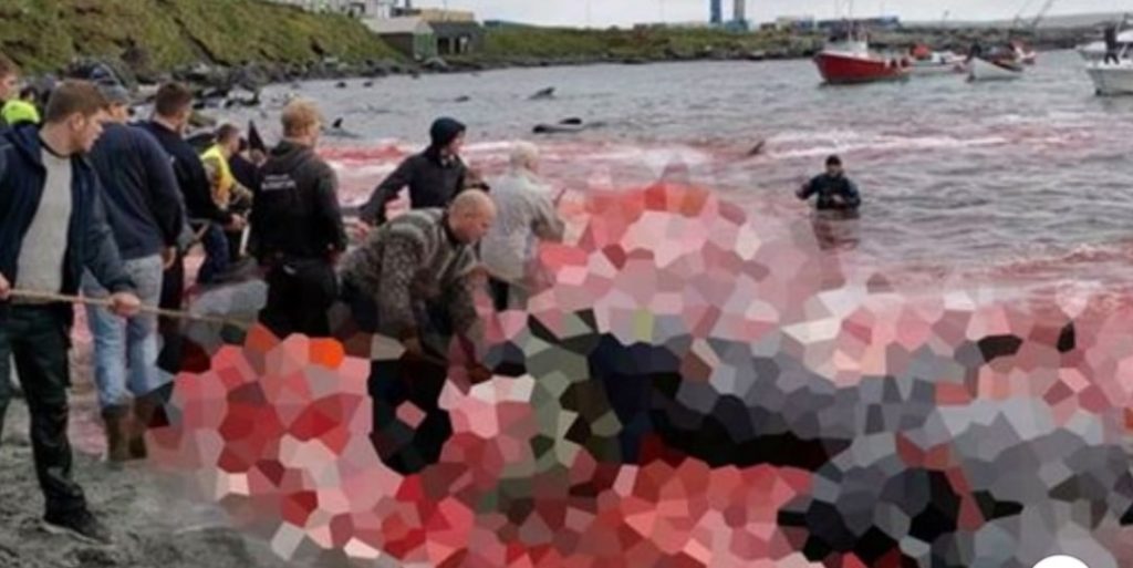 Isole Faroe: 150 balene pilota straziate con uncini e lame. Fuga dei delfini