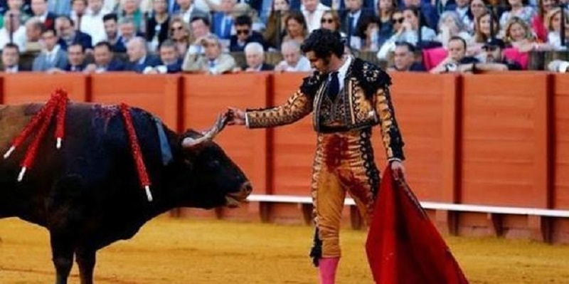 Torero asciuga le lacrime al toro sofferente e poi lo uccide, è bufera sui social: “Quando diremo basta a tutto questo?”