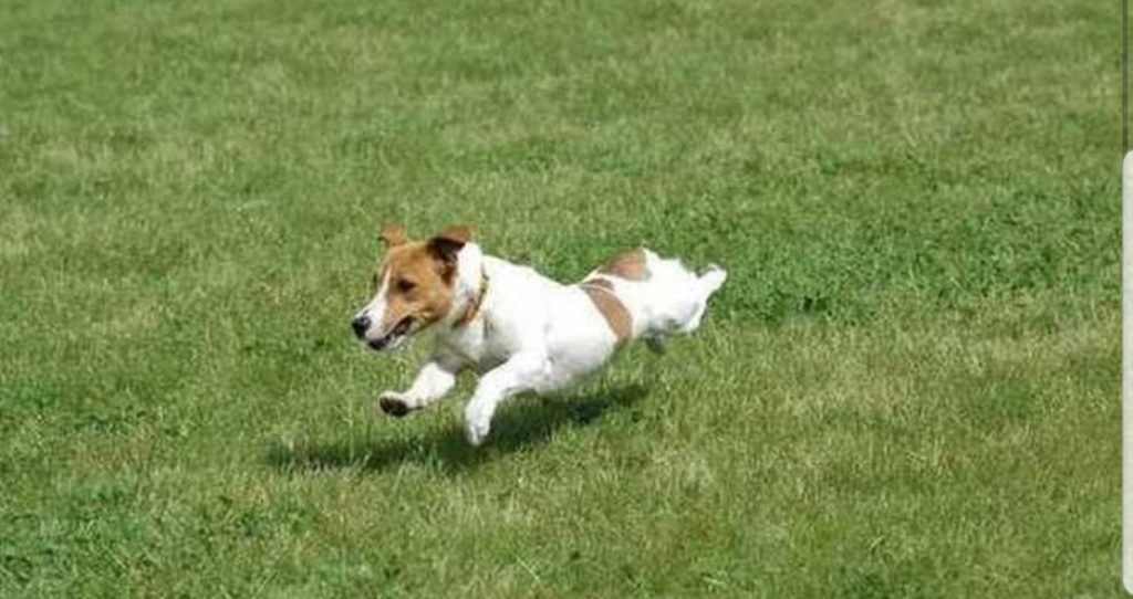 Jack Russell salva una neonata abbandonata: «È stato un eroe»