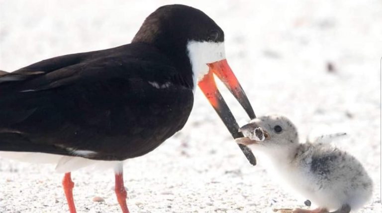 La storia di questa mamma che cerca di nutrire il suo piccolino ma trova solo un mozzicone di sigaretta