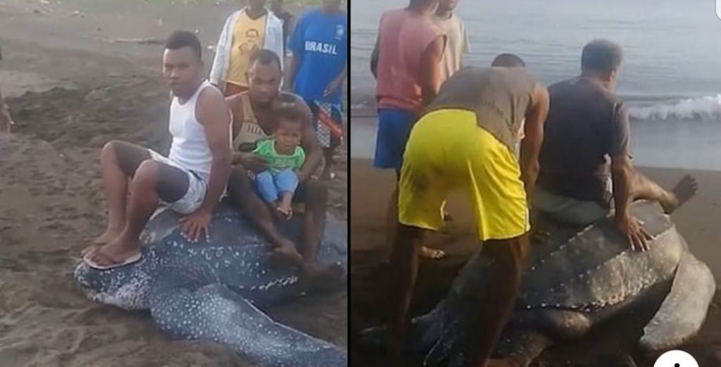 Ragazzi cavalcano una tartaruga  in via di estinzione che depone le uova sulla spiaggia. [VIDEO]