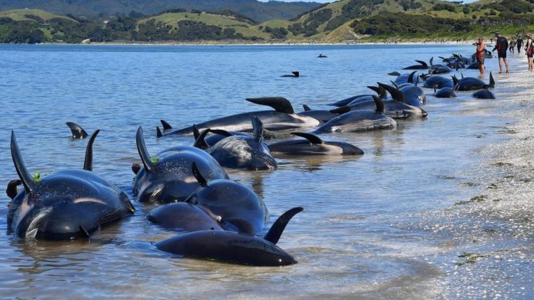 Cetacei massacrati a coltellate alle Faroe: feti strappati dal ventre delle femmine incinte