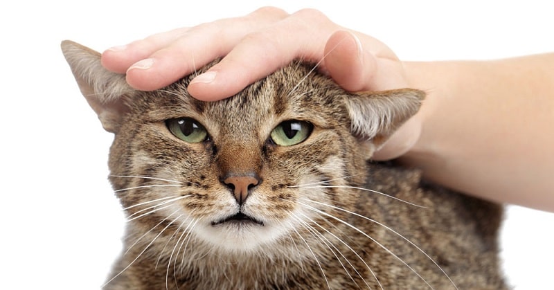 AAA Cercasi Accarezzatore di Gatti, il nuovo annuncio di lavoro