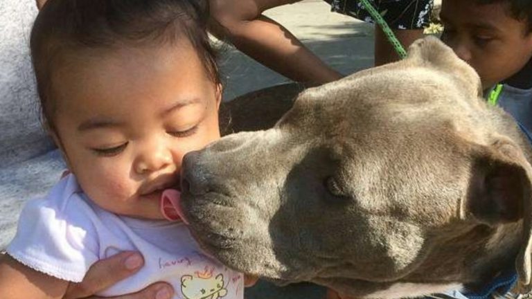 Pit Bull trascina il bambino dal pannolino dalla casa in fiamme salvando tutta la famiglia