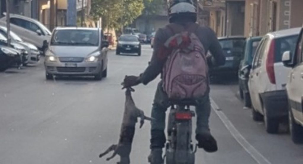 Migrante tascina un gatto in motocicletta, scena horror in strada a Reggio Calabria