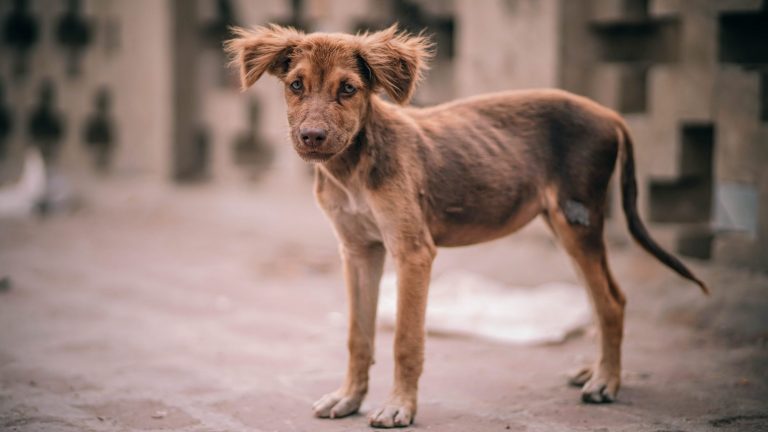 Cane randagio cerca cibo, bulli lo imbrattano di vernice verde: “E’ velenosa, ora rischia la vita”