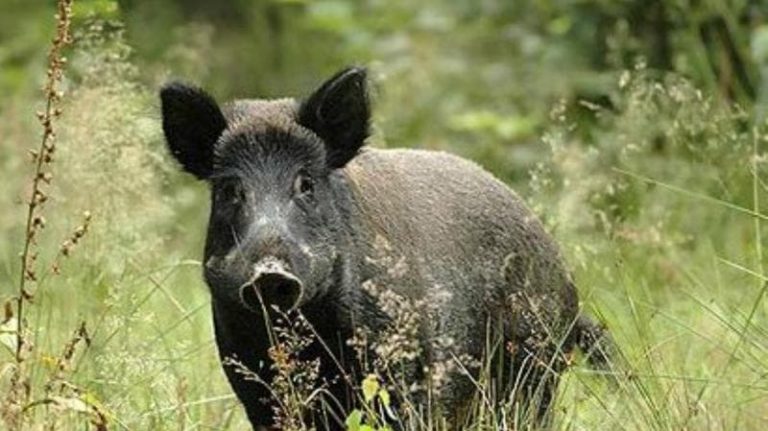 Cinghiale trova 20mila euro di cocaina nel bosco