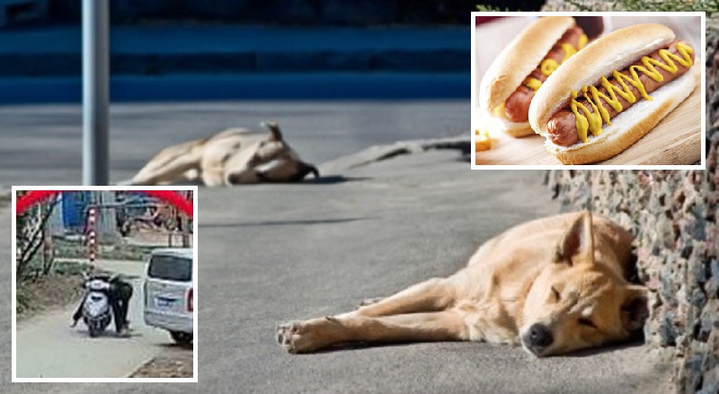 Uccide otto cani  per preparare hot dog, ristoratore cinese confessa: “La carne costa troppo”