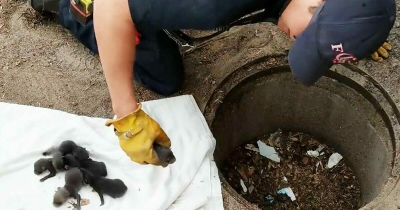 Chiamano i pompieri dopo aver trovato dei cuccioli nel tombino ma la realtà era un’altra (Video)