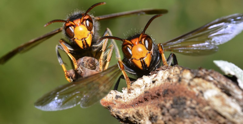 La Vespa Killer arriva in Italia dall’Oriente: allerta massima