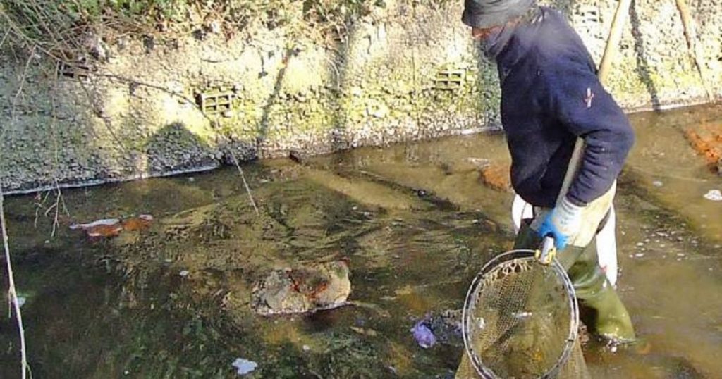 Trovati cuccioli di dinosauri viventi a 3 occhi: le immagini sono impressionanti (Foto)