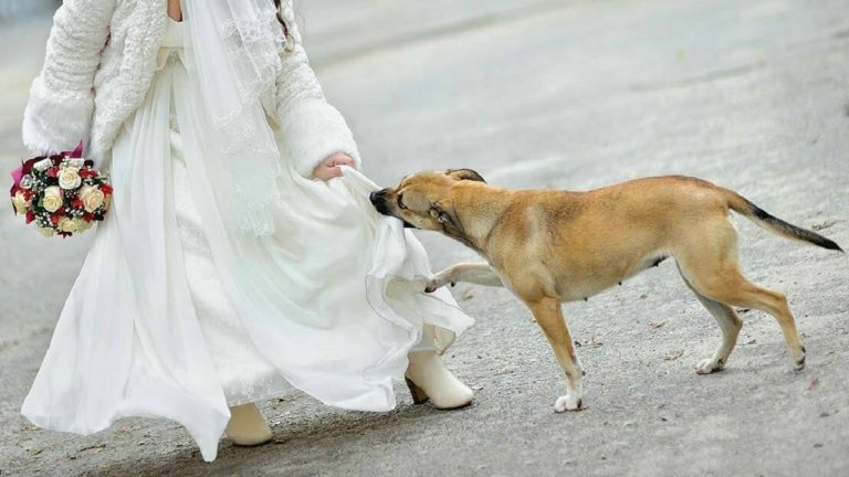 Durante le nozze, il cane prima inizia ad abbaiare: nessuno poteva immaginare  cosa nascondesse sotto il vestito