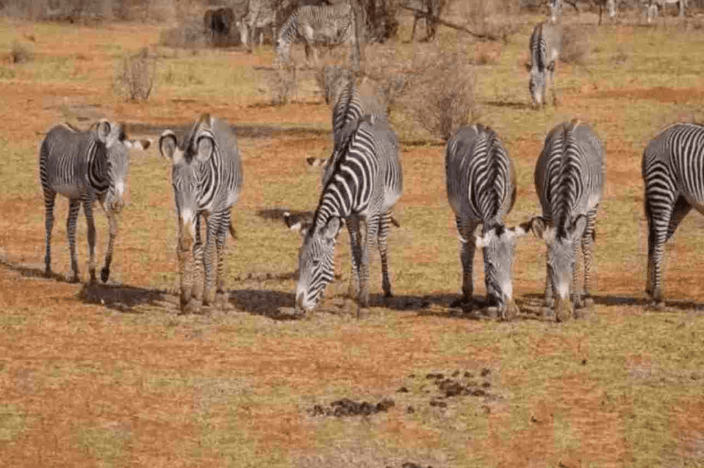 Test visivo difficilissimo: se trovi il leone tra le zebre sei un vero campione!