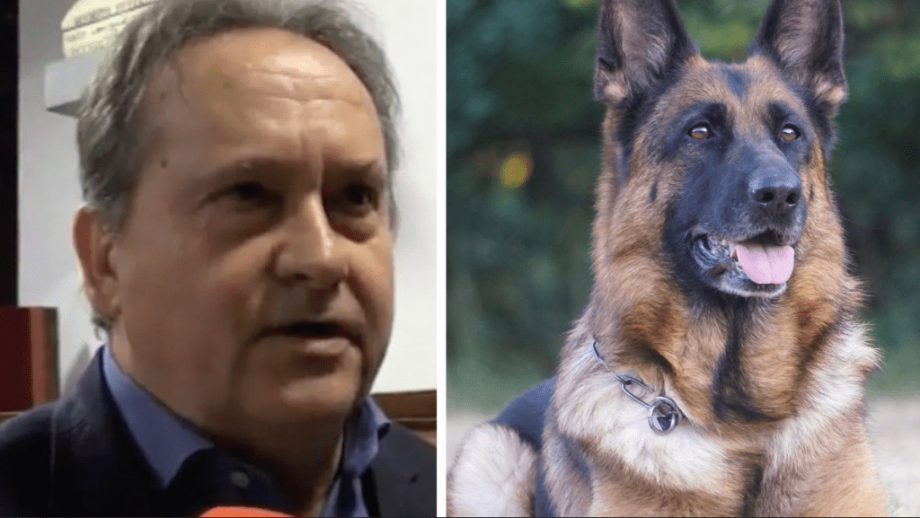 I cani di Gina Lollobrigida vanno in adozione, il figlio: “Non posso badare ai 5 pastori tedeschi”